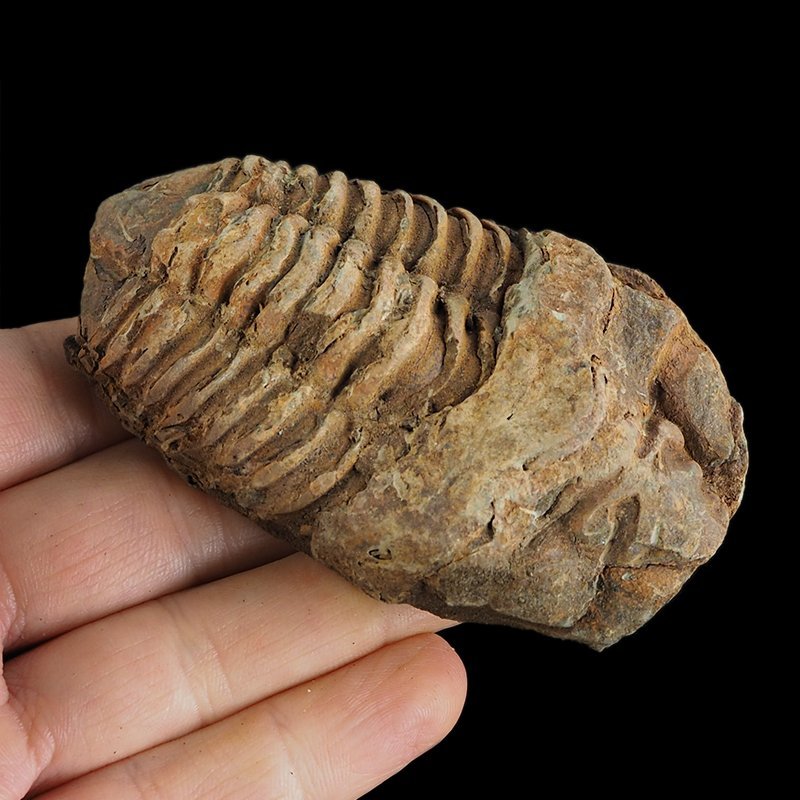 TRYLOBIT Flexicalymene ouzregui - ORDOWIK - 445 mln lat - MAROKO