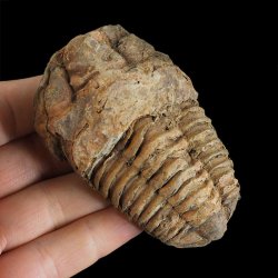 TRYLOBIT Flexicalymene ouzregui - ORDOWIK - 445 mln lat - MAROKO