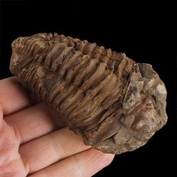 TRYLOBIT Flexicalymene ouzregui - ORDOWIK - 445 mln lat - MAROKO