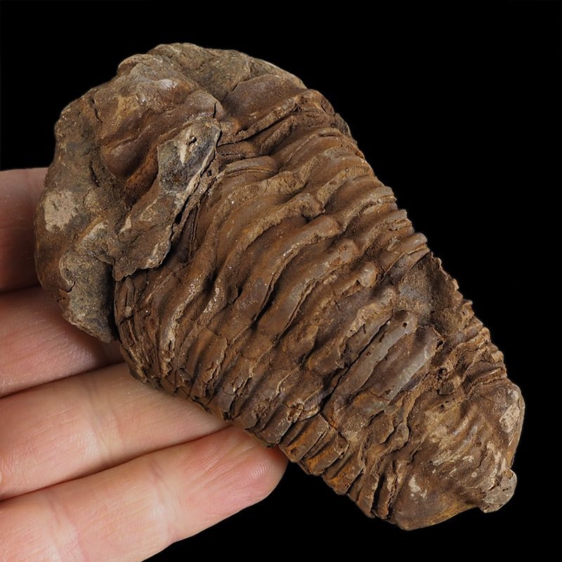 TRYLOBIT Flexicalymene ouzregui - ORDOWIK - 445 mln lat - MAROKO