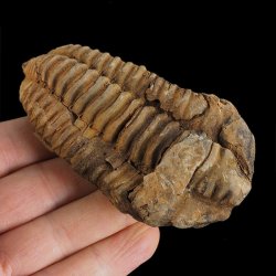 TRYLOBIT Flexicalymene ouzregui - ORDOWIK - 445 mln lat - MAROKO