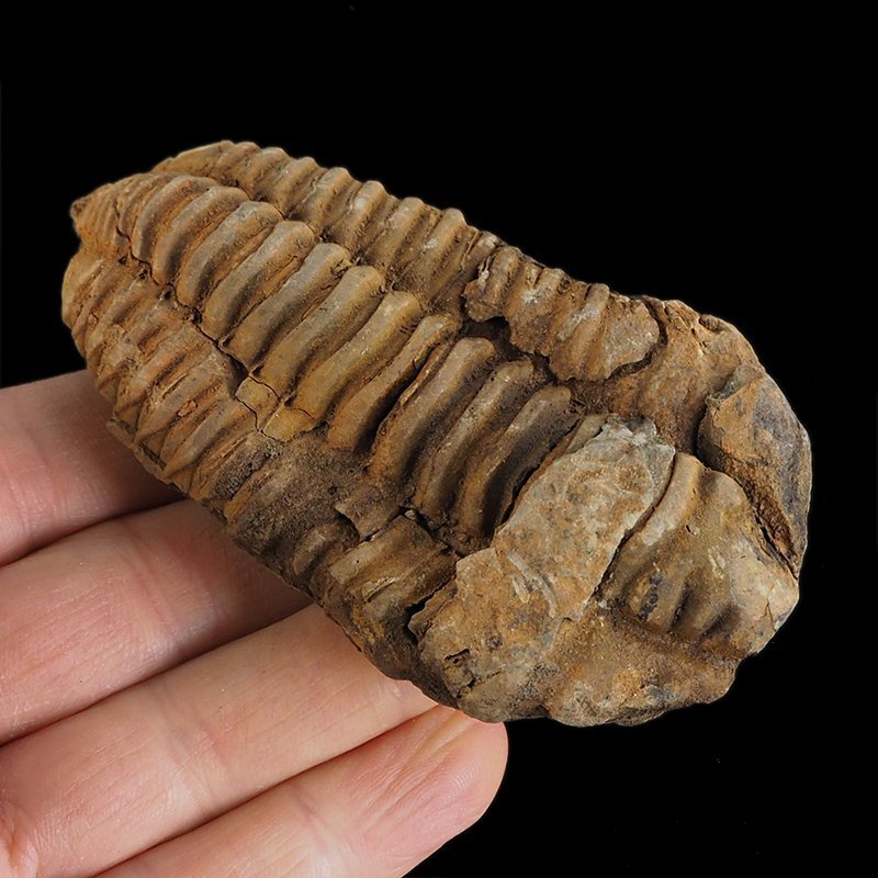 TRYLOBIT Flexicalymene ouzregui - ORDOWIK - 445 mln lat - MAROKO