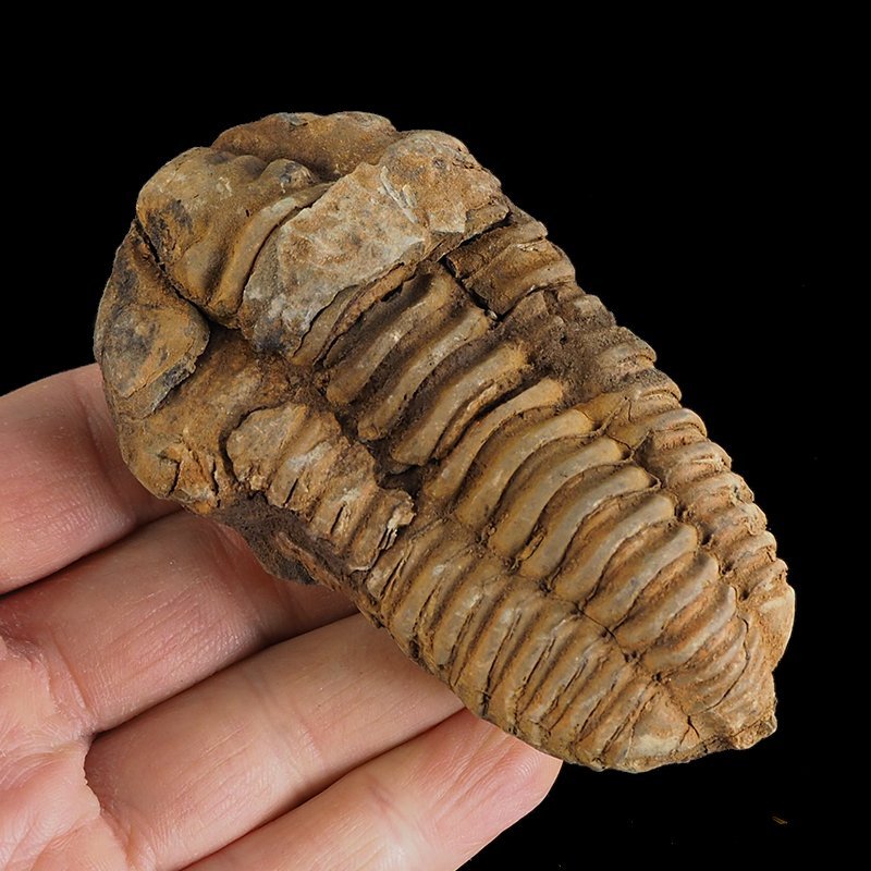 TRYLOBIT Flexicalymene ouzregui - ORDOWIK - 445 mln lat - MAROKO