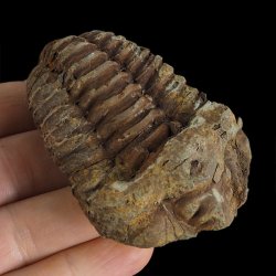 TRYLOBIT Flexicalymene ouzregui - ORDOWIK - 445 mln lat - MAROKO