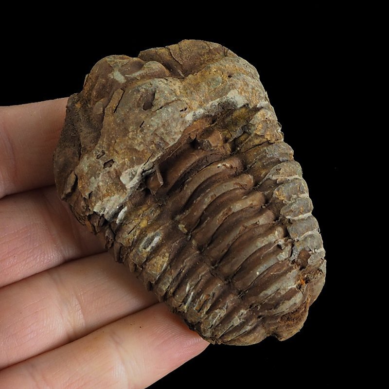 TRYLOBIT Flexicalymene ouzregui - ORDOWIK - 445 mln lat - MAROKO