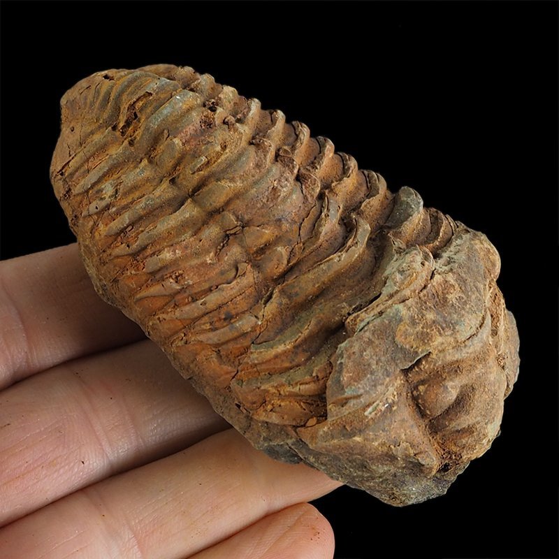 TRYLOBIT Flexicalymene ouzregui - ORDOWIK - 445 mln lat - MAROKO