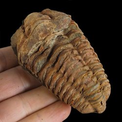 TRYLOBIT Flexicalymene ouzregui - ORDOWIK - 445 mln lat - MAROKO