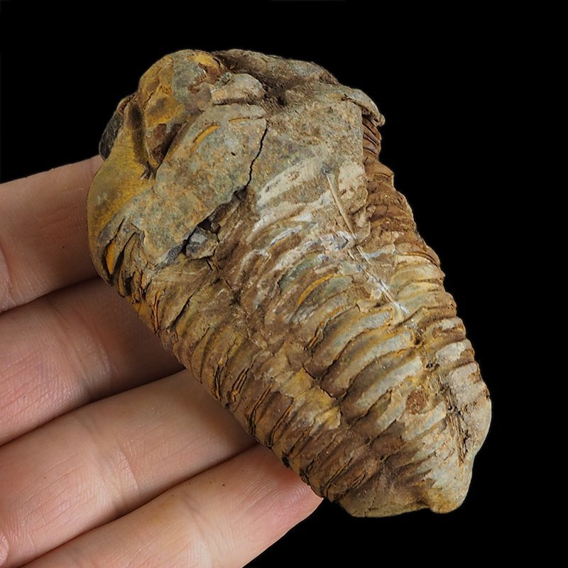 TRYLOBIT Flexicalymene ouzregui - ORDOWIK - 445 mln lat - MAROKO