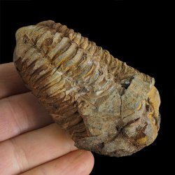 TRYLOBIT Flexicalymene ouzregui - ORDOWIK - 445 mln lat - MAROKO