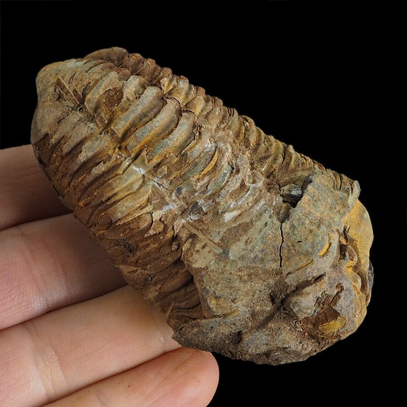 TRYLOBIT Flexicalymene ouzregui - ORDOWIK - 445 mln lat - MAROKO