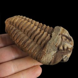 TRYLOBIT Flexicalymene ouzregui - ORDOWIK - 445 mln lat - MAROKO