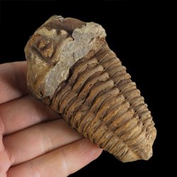 TRYLOBIT Flexicalymene ouzregui - ORDOWIK - 445 mln lat - MAROKO