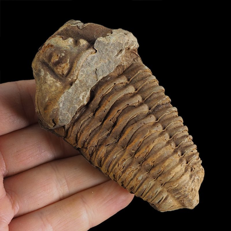 TRYLOBIT Flexicalymene ouzregui - ORDOWIK - 445 mln lat - MAROKO