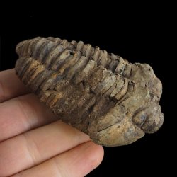 TRYLOBIT Flexicalymene ouzregui - ORDOWIK - 445 mln lat - MAROKO