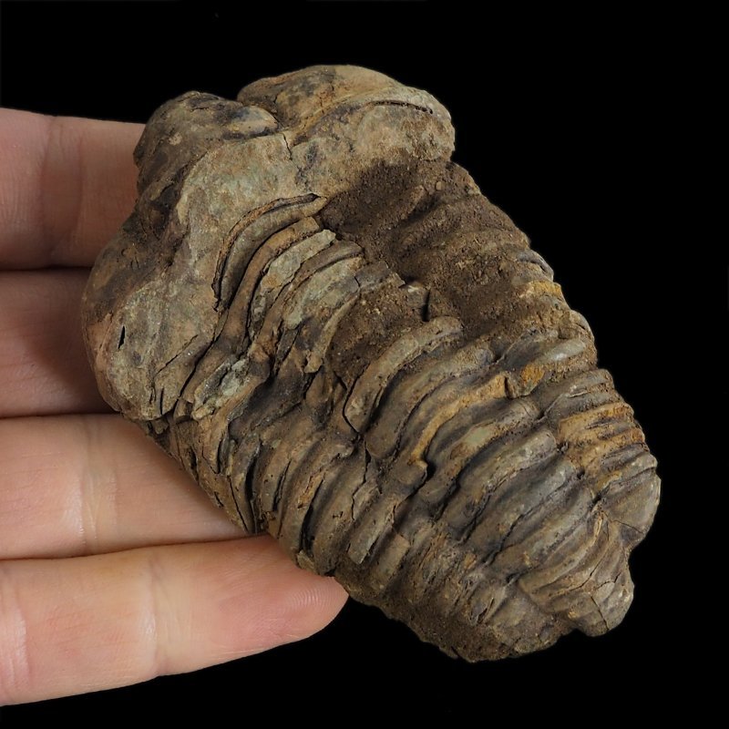 TRYLOBIT Flexicalymene ouzregui - ORDOWIK - 445 mln lat - MAROKO