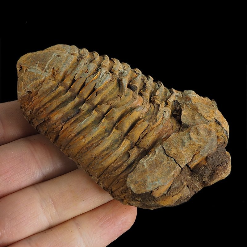 TRYLOBIT Flexicalymene ouzregui - ORDOWIK - 445 mln lat - MAROKO