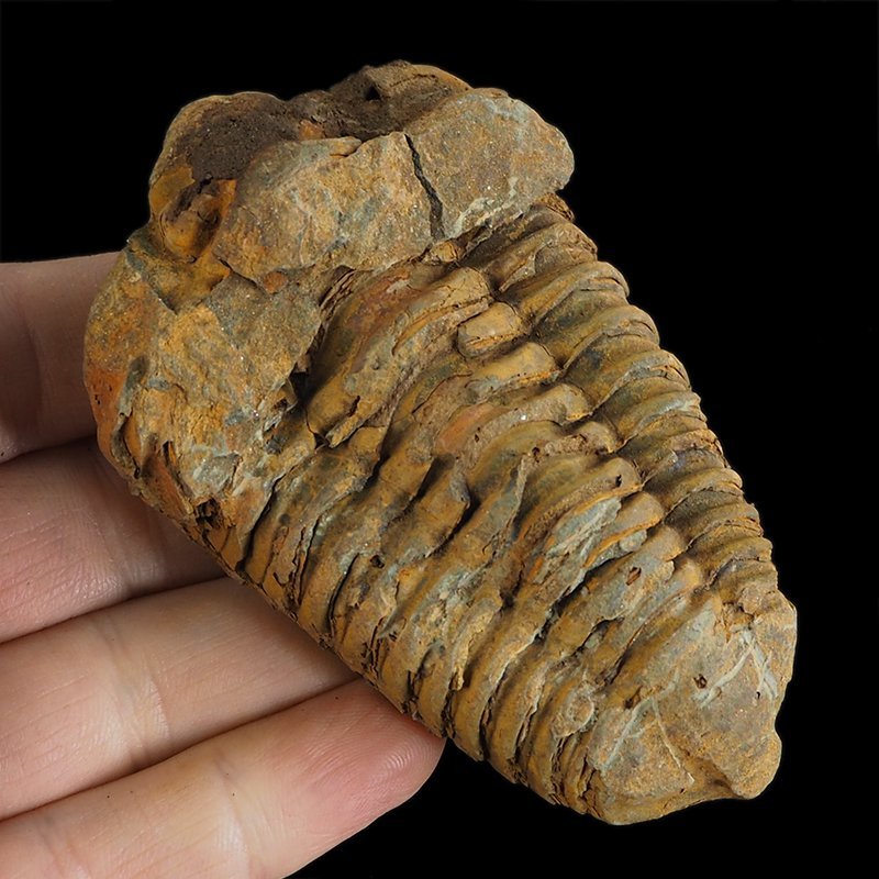 TRYLOBIT Flexicalymene ouzregui - ORDOWIK - 445 mln lat - MAROKO