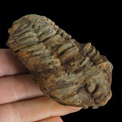 TRYLOBIT Flexicalymene ouzregui - ORDOWIK - 445 mln lat - MAROKO