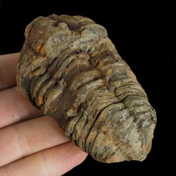 TRYLOBIT Flexicalymene ouzregui - ORDOWIK - 445 mln lat - MAROKO