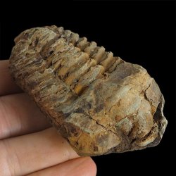 TRYLOBIT Flexicalymene ouzregui - ORDOWIK - 445 mln lat - MAROKO