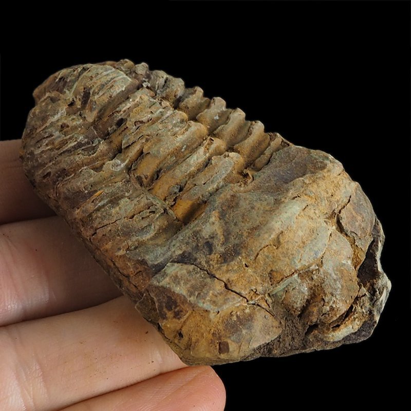 TRYLOBIT Flexicalymene ouzregui - ORDOWIK - 445 mln lat - MAROKO