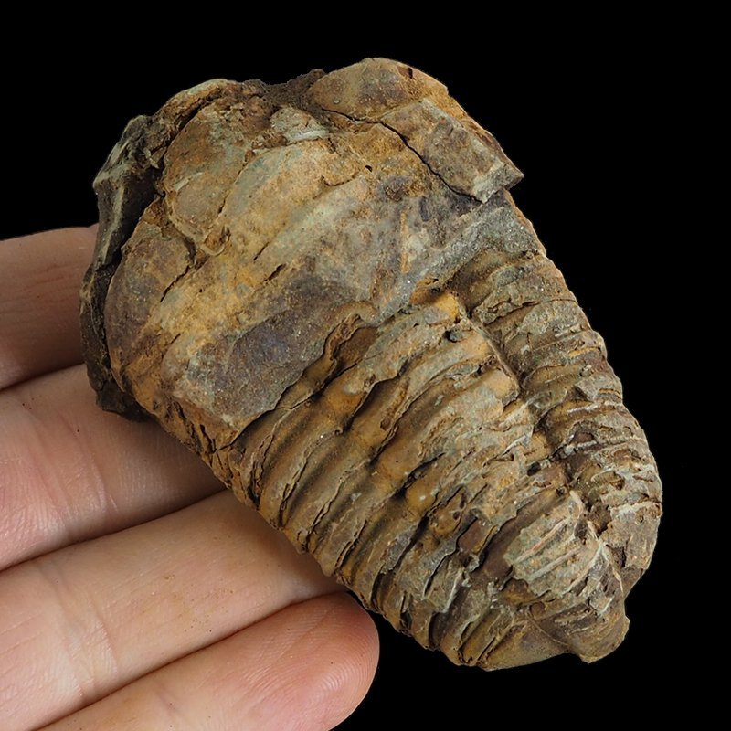 TRYLOBIT Flexicalymene ouzregui - ORDOWIK - 445 mln lat - MAROKO