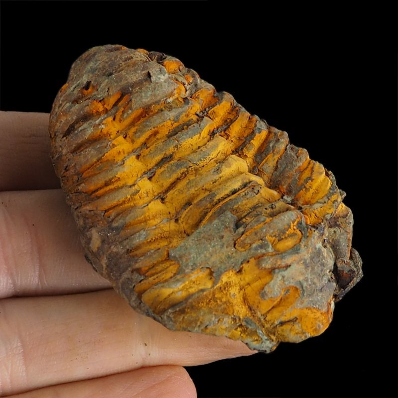 TRYLOBIT Flexicalymene ouzregui - ORDOWIK - 445 mln lat - MAROKO