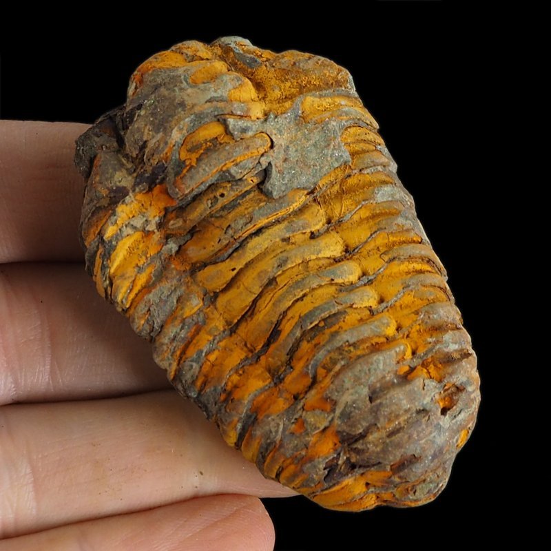 TRYLOBIT Flexicalymene ouzregui - ORDOWIK - 445 mln lat - MAROKO