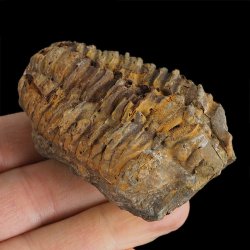 TRYLOBIT Flexicalymene ouzregui - ORDOWIK - 445 mln lat - MAROKO