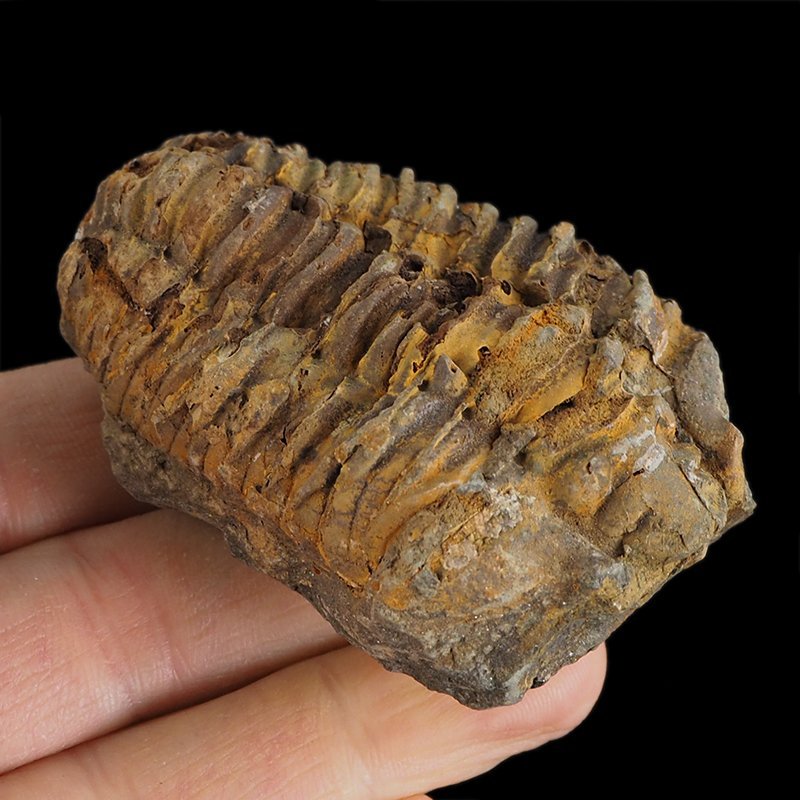 TRYLOBIT Flexicalymene ouzregui - ORDOWIK - 445 mln lat - MAROKO