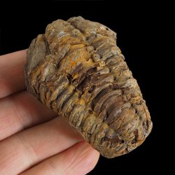 TRYLOBIT Flexicalymene ouzregui - ORDOWIK - 445 mln lat - MAROKO