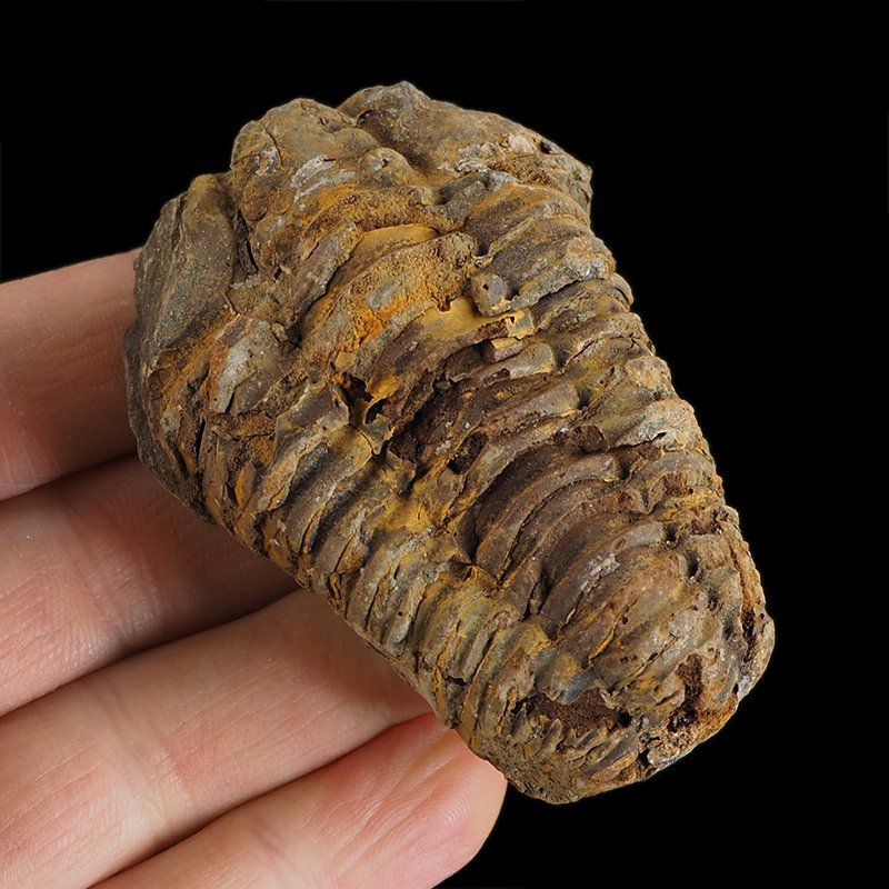 TRYLOBIT Flexicalymene ouzregui - ORDOWIK - 445 mln lat - MAROKO