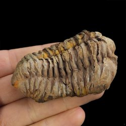 TRYLOBIT Flexicalymene ouzregui - ORDOWIK - 445 mln lat - MAROKO