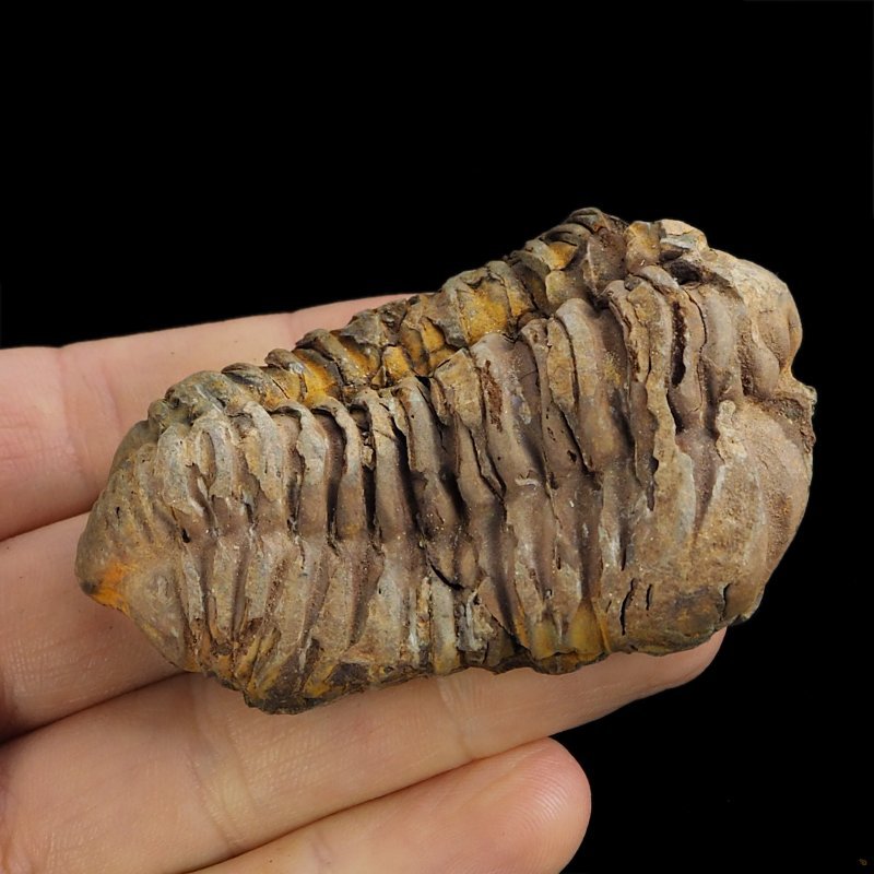 TRYLOBIT Flexicalymene ouzregui - ORDOWIK - 445 mln lat - MAROKO