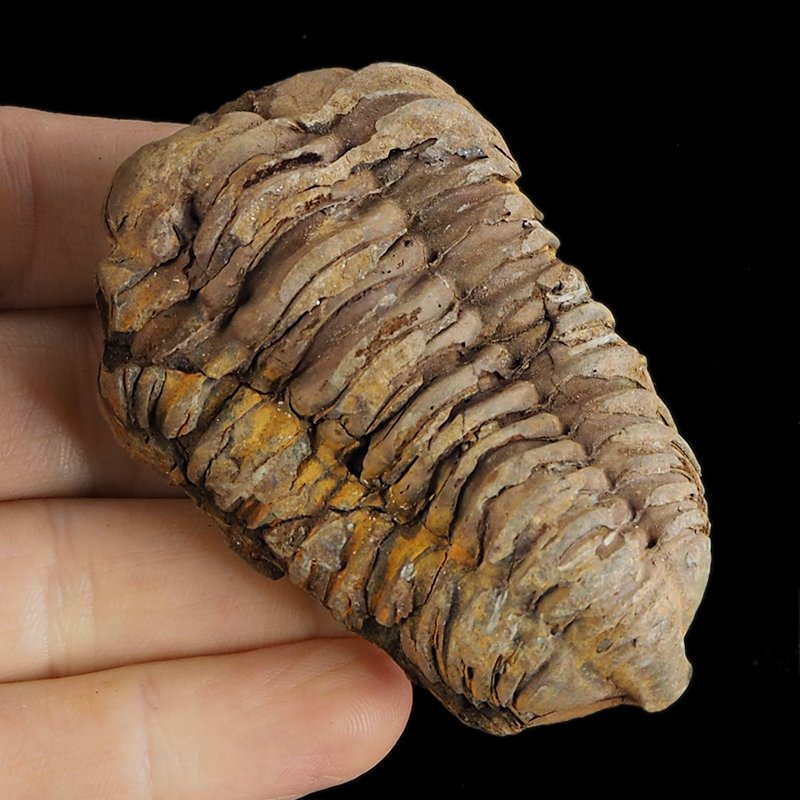 TRYLOBIT Flexicalymene ouzregui - ORDOWIK - 445 mln lat - MAROKO