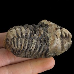 TRYLOBIT Flexicalymene ouzregui - ORDOWIK - 445 mln lat - MAROKO