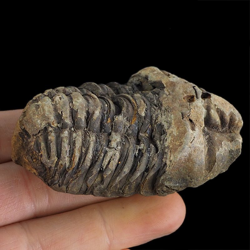 TRYLOBIT Flexicalymene ouzregui - ORDOWIK - 445 mln lat - MAROKO