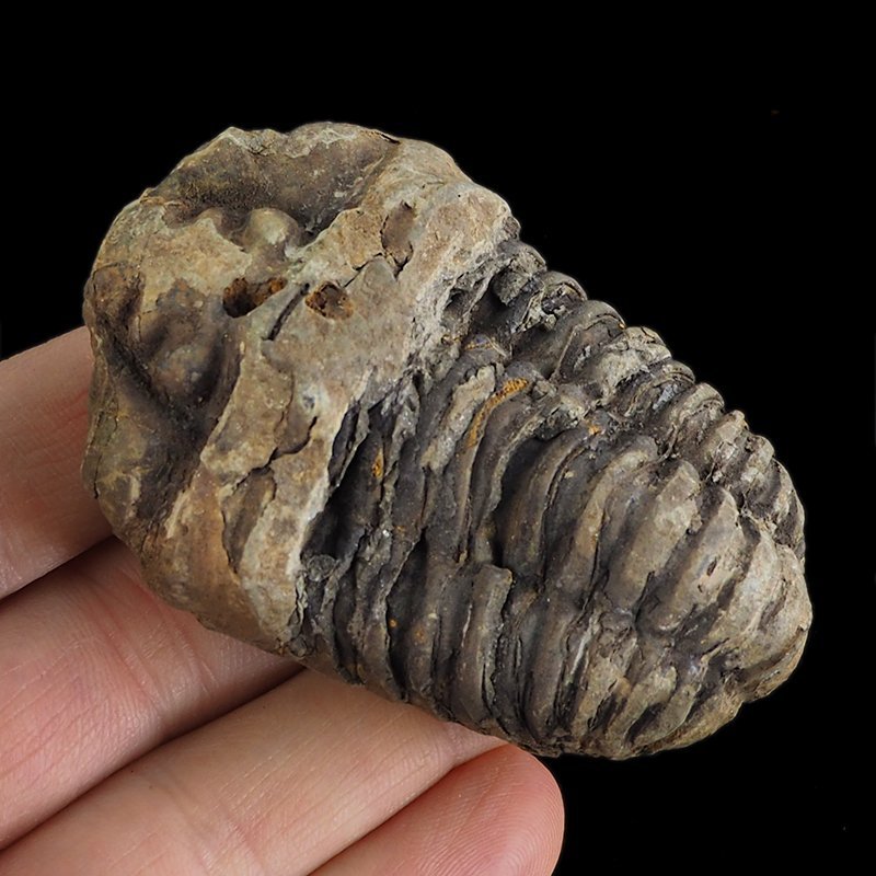 TRYLOBIT Flexicalymene ouzregui - ORDOWIK - 445 mln lat - MAROKO