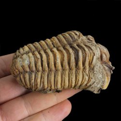 TRYLOBIT Flexicalymene ouzregui - ORDOWIK - 445 mln lat - MAROKO