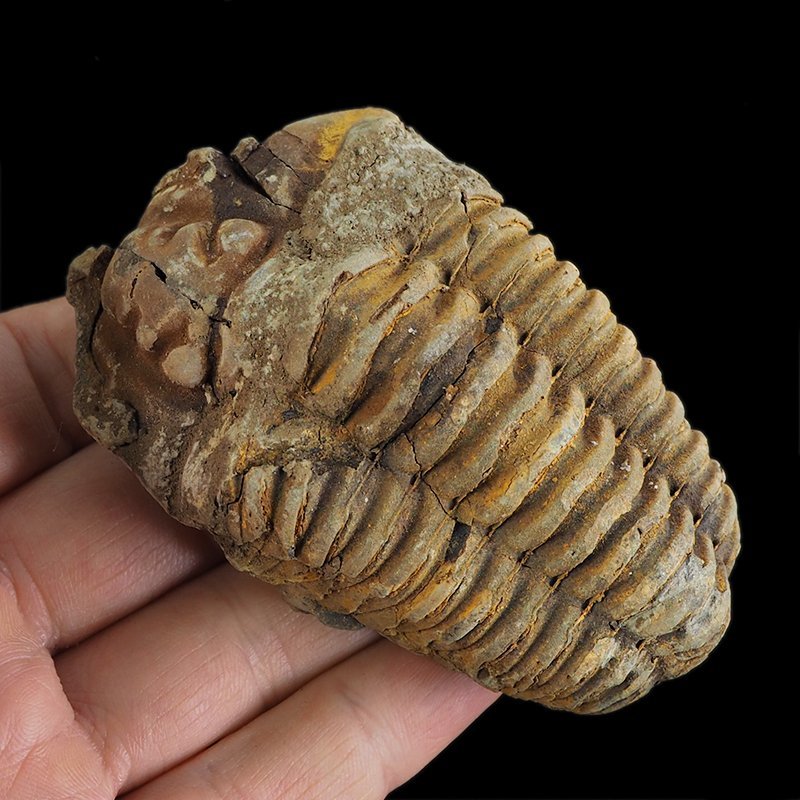 TRYLOBIT Flexicalymene ouzregui - ORDOWIK - 445 mln lat - MAROKO