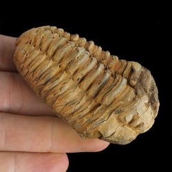 TRYLOBIT Flexicalymene ouzregui - ORDOWIK - 445 mln lat - MAROKO