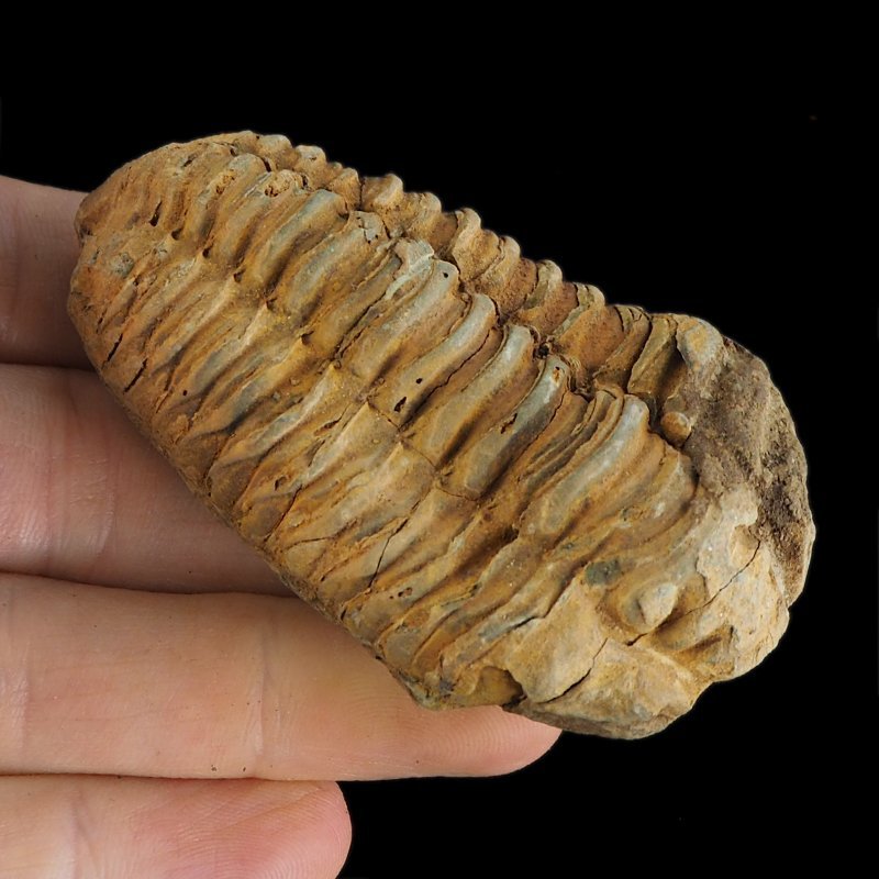 TRYLOBIT Flexicalymene ouzregui - ORDOWIK - 445 mln lat - MAROKO