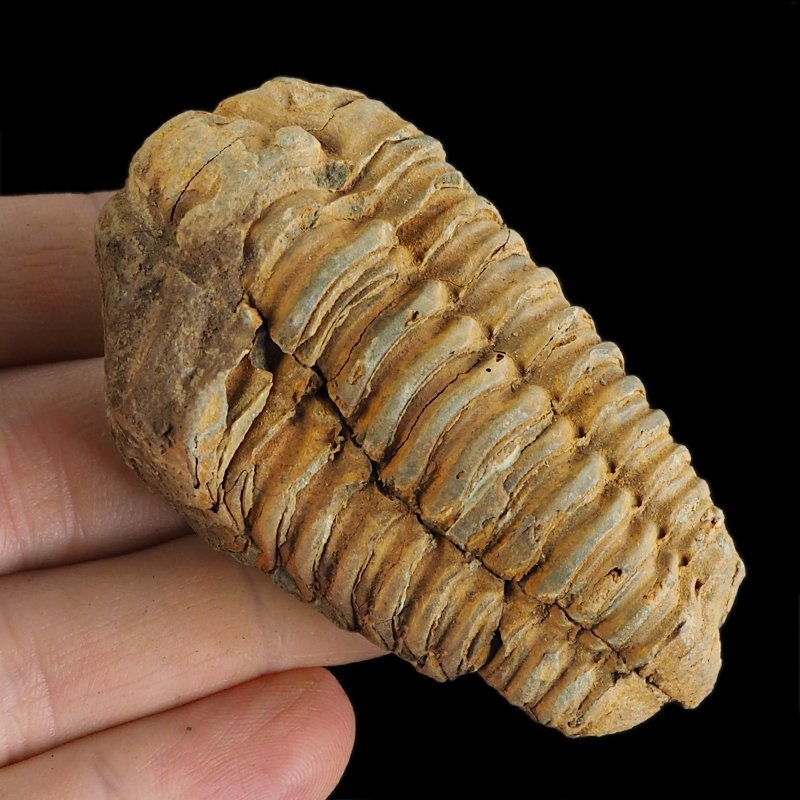 TRYLOBIT Flexicalymene ouzregui - ORDOWIK - 445 mln lat - MAROKO