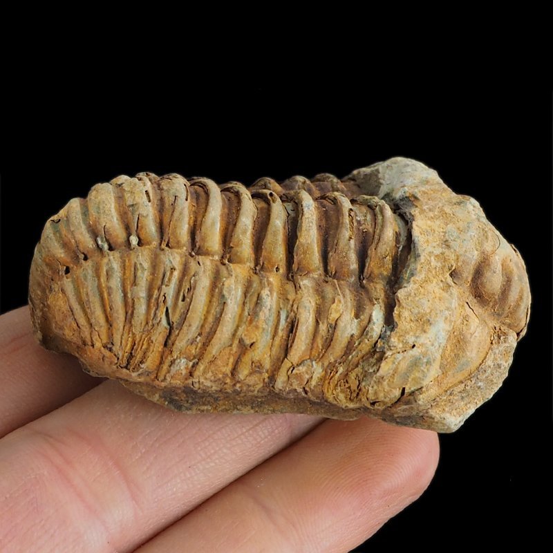 TRYLOBIT Flexicalymene ouzregui - ORDOWIK - 445 mln lat - MAROKO