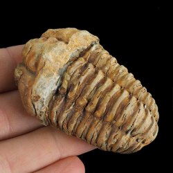 TRYLOBIT Flexicalymene ouzregui - ORDOWIK - 445 mln lat - MAROKO