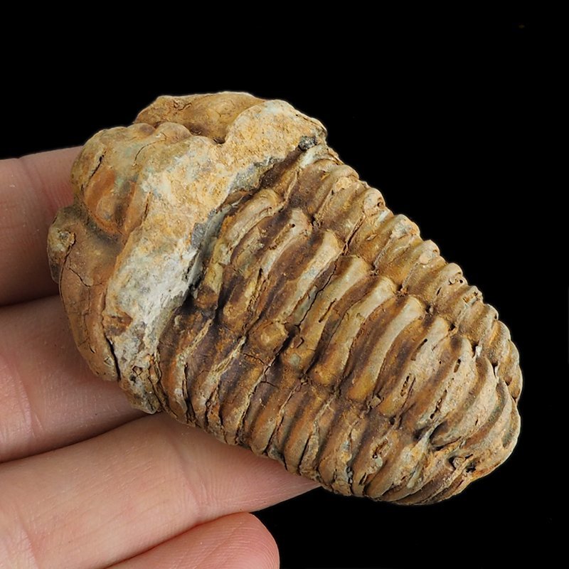 TRYLOBIT Flexicalymene ouzregui - ORDOWIK - 445 mln lat - MAROKO