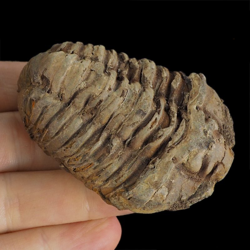 TRYLOBIT Flexicalymene ouzregui - ORDOWIK - 445 mln lat - MAROKO