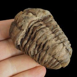 TRYLOBIT Flexicalymene ouzregui - ORDOWIK - 445 mln lat - MAROKO