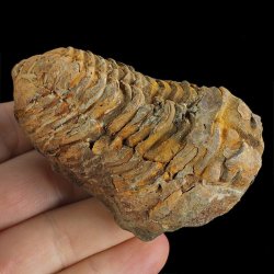 TRYLOBIT Flexicalymene ouzregui - ORDOWIK - 445 mln lat - MAROKO