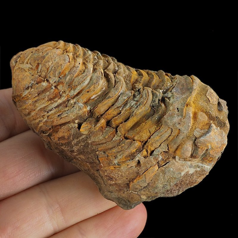 TRYLOBIT Flexicalymene ouzregui - ORDOWIK - 445 mln lat - MAROKO